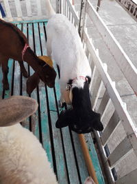 High angle view of dog on white railing
