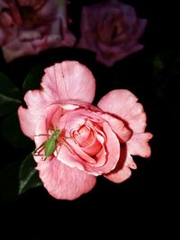 Close-up of pink flower blooming against black background