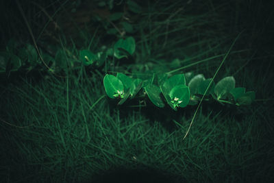 Close-up of fresh green leaf on grass