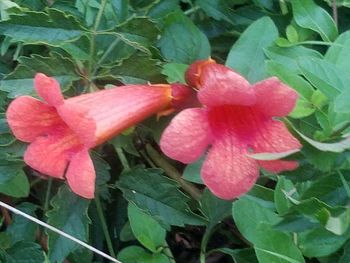 Close-up of pink flowers