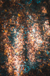 Full frame shot of trees by sea