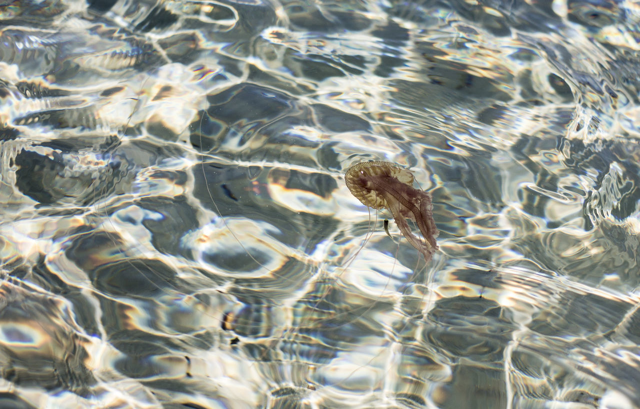 HIGH ANGLE VIEW OF TURTLE SWIMMING IN SEA