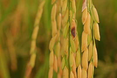 Close-up of crops on field