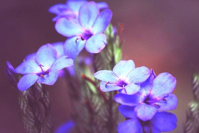 Close-up of purple flowers blooming outdoors