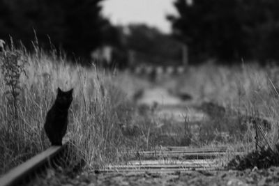 Close-up of cat against grass