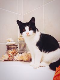 Portrait of cat eating food