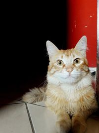 Close-up portrait of cat