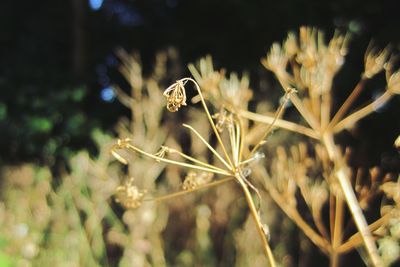 Close-up of flowering plant on land