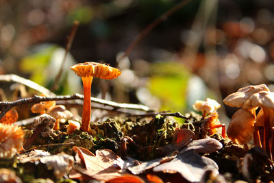 Close-up of a damaged brown mushrooms on a a sunny autumn morning 