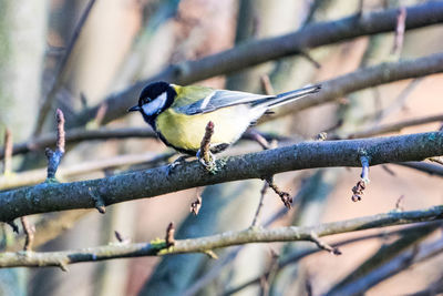 Close-up of bird perching on branch