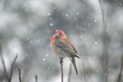 Bird in winter