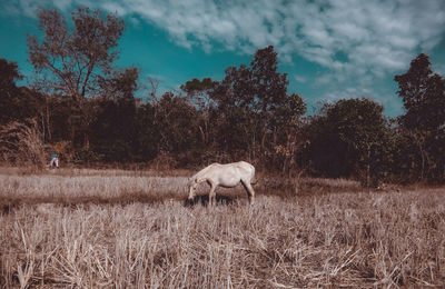 Horse in a field