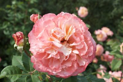 Close-up of pink rose