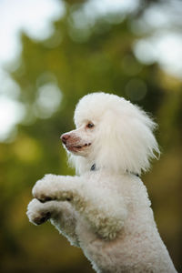 Close-up of cute dog looking away and standing against defocused background