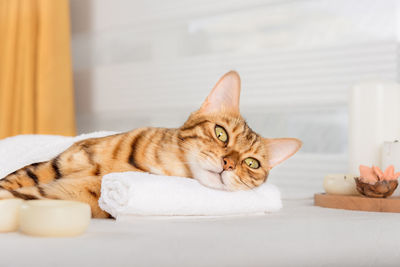 Cute domestic cat enjoys treatments at the spa. body restoration. the concept of spa treatment