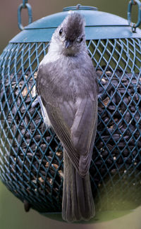 Close-up of owl in cage