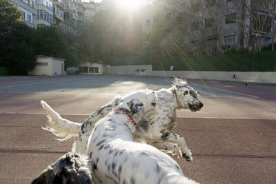 Dogs playing in the park