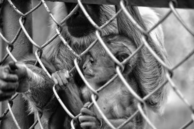 Close-up of chainlink fence in cage at zoo