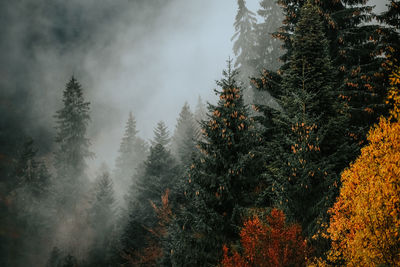 Pine trees in forest