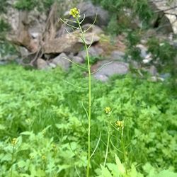 Close-up of flowering plants on land