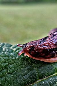 Close-up of water drops on leaf