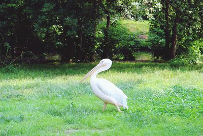 Bird in a forest