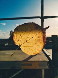 Close-up of dry autumn leaf against sky