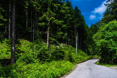 Road amidst trees in forest against sky