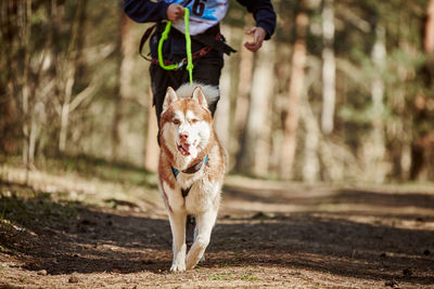 Portrait of dog running on field