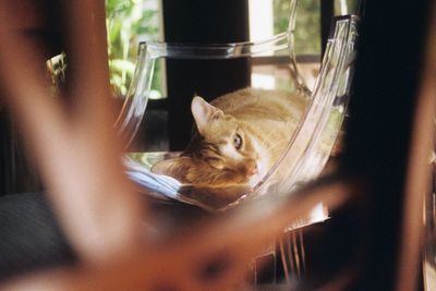 Cat seen through glass