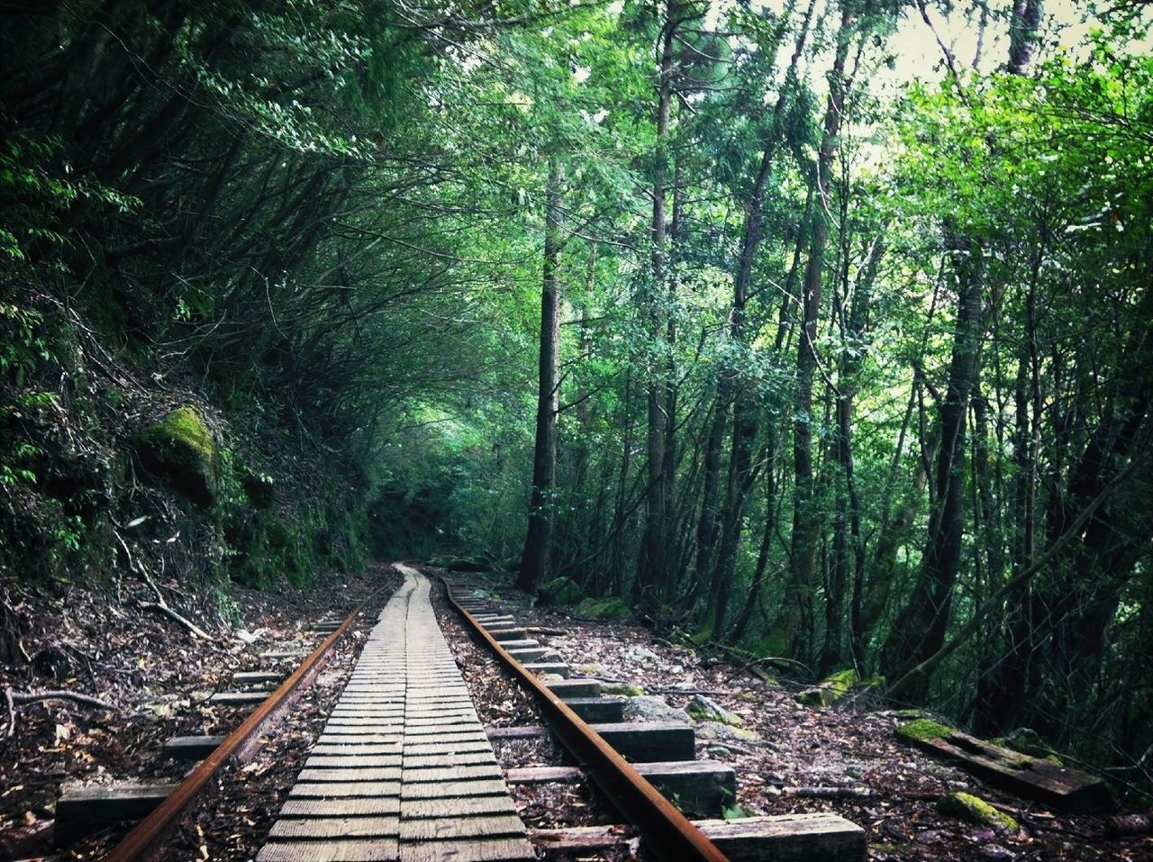 the way forward, tree, forest, diminishing perspective, vanishing point, transportation, railroad track, tranquility, growth, nature, railing, footbridge, narrow, day, long, tranquil scene, outdoors, beauty in nature, wood - material, boardwalk