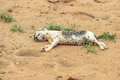 Lion lying on sand
