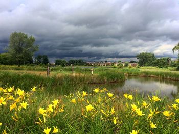 Scenic view of flowering plants on field against sky