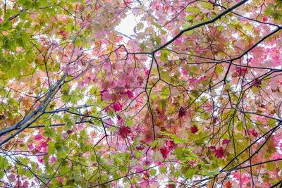 Low angle view of pink cherry blossoms in spring