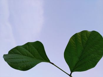 Close-up of green leaves against sky