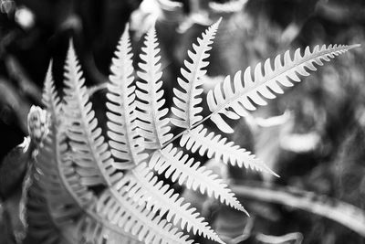 Close up of leaves