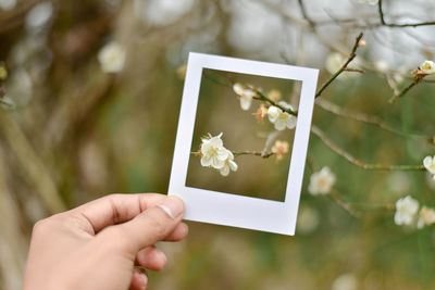 Close-up of hand holding white flowers