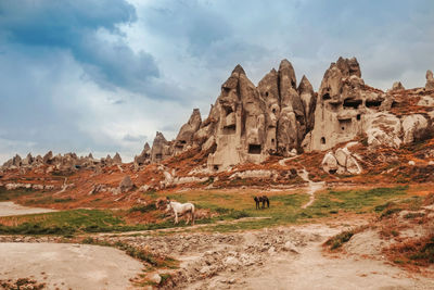 View of sheep on rock formation