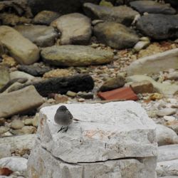 High angle view of bird on rock