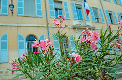 Close-up of pink flowering plant against building