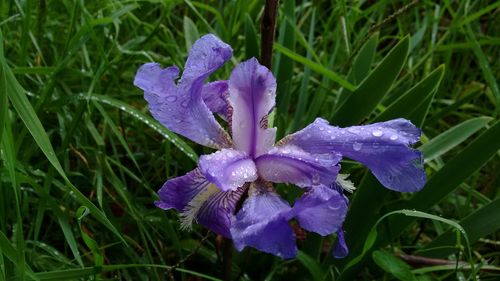 Close-up of purple crocus flowers