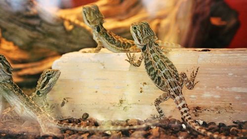 Close-up of lizard on wood