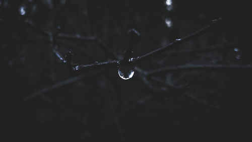 Close-up of water drops on leaf