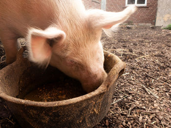 Pig in pigpen, pigsty. the pig has a run-out with a muddy pool and can be outside of his stable.