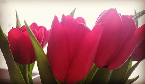 Close-up of pink tulips