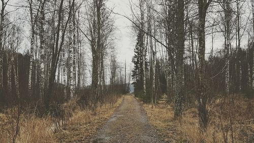 Trees in forest against sky