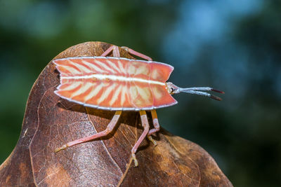 Close-up of butterfly