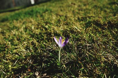 Close-up of crocus flower on field