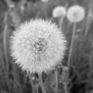 Close-up of dandelion flower on field