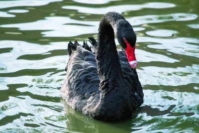 Black swan swimming on lake